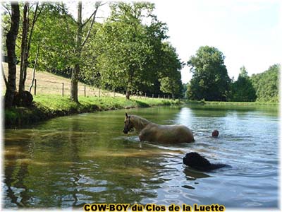 le bouvier des flandres et le cheval - Elevage du CLOS DE LA LUETTE - COPYRIGHT DEPOSE